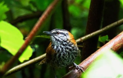 APURIMAC tours x OT Inca Wren feature