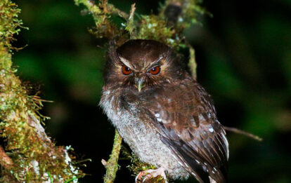 tours x SAT FEATURE Long whiskered Owlet BobGress Northern peru