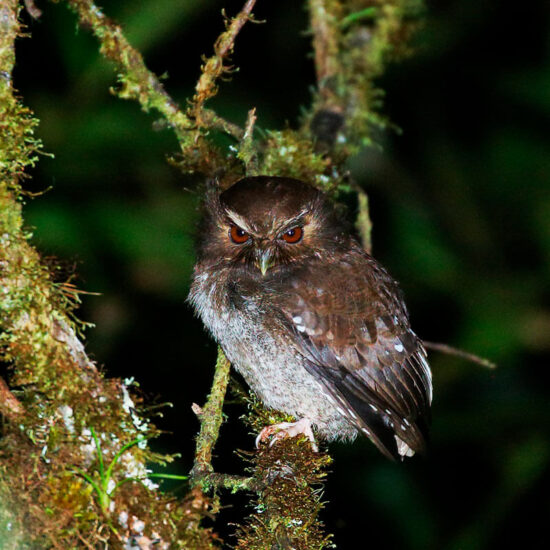 tours x SAT FEATURE Long whiskered Owlet BobGress Northern peru