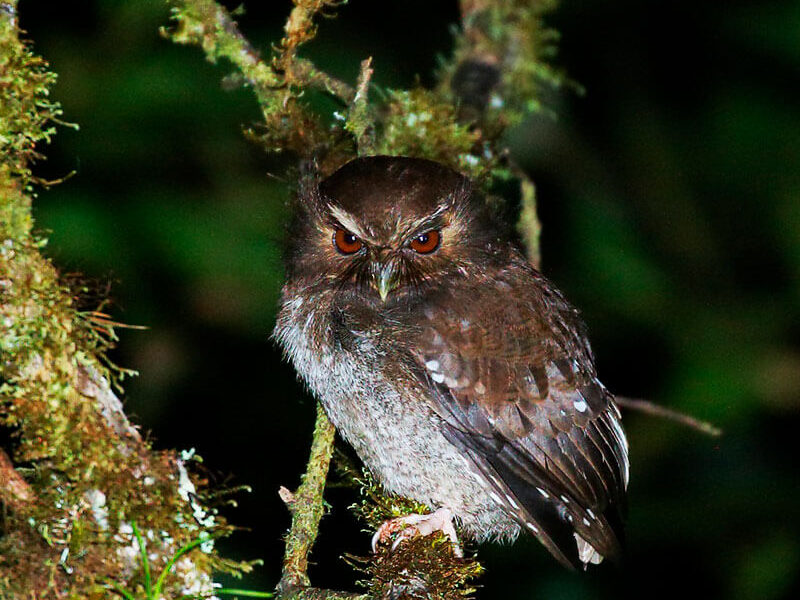 tours x SAT FEATURE Long whiskered Owlet BobGress Northern peru