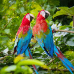 tours x SAT Red and green Macaw TAMBOPATA