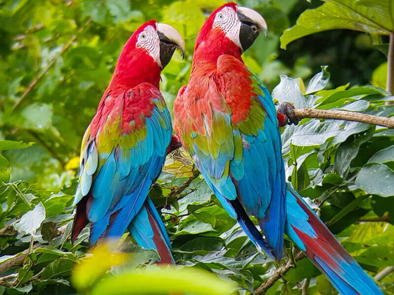 tours x SAT Red and green Macaw TAMBOPATA